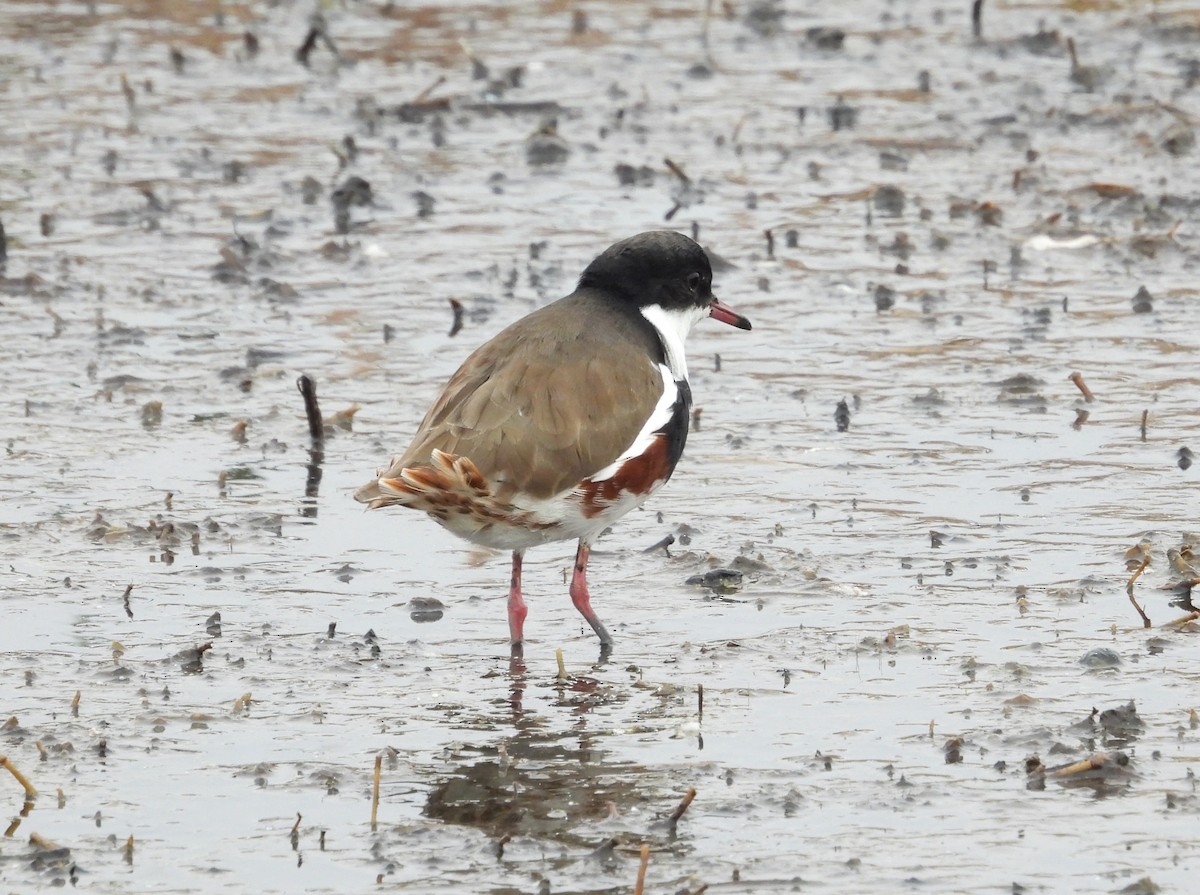 Red-kneed Dotterel - ML617349418