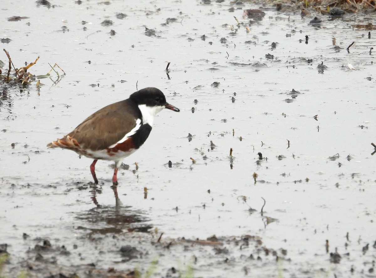 Red-kneed Dotterel - ML617349419