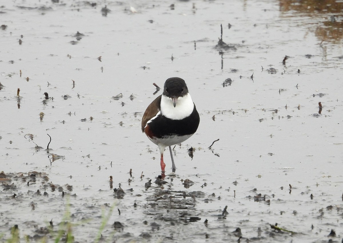 Red-kneed Dotterel - ML617349420