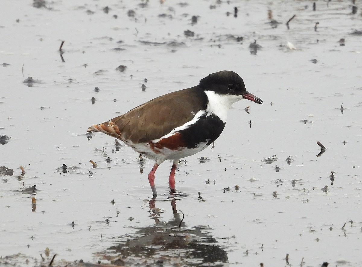 Red-kneed Dotterel - ML617349421