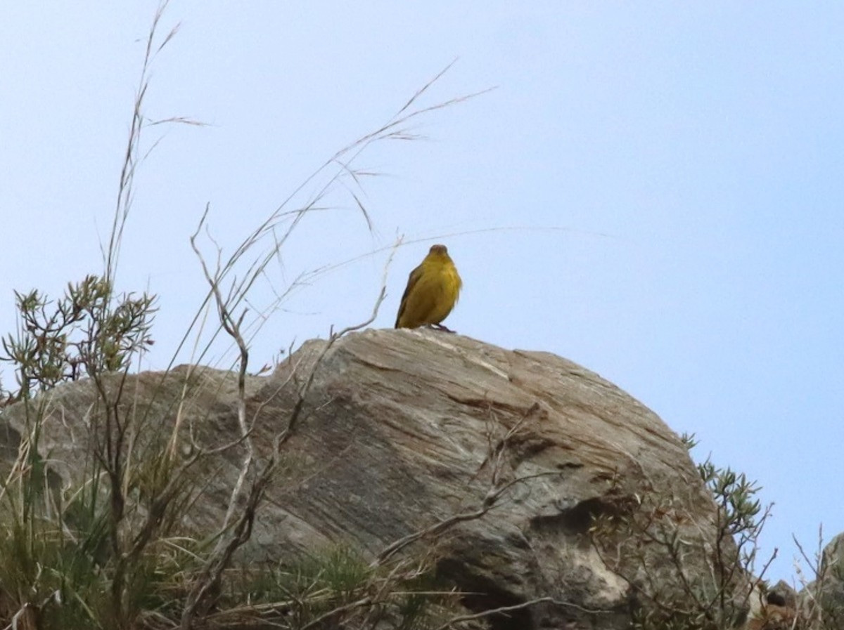 Monte Yellow-Finch - ML617349549