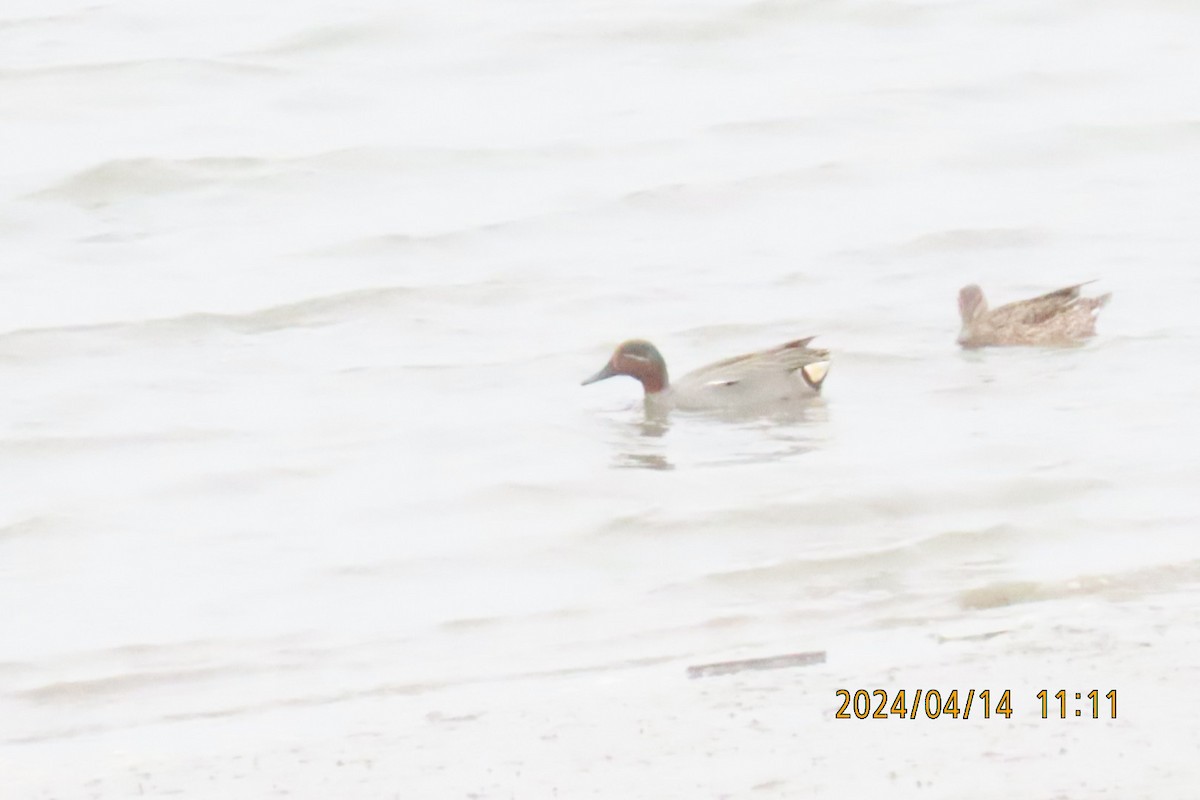 eBird Taiwan Checklist - 14 Apr 2024 - 台北--蘆洲堤防(Taipei--Luzhou ...