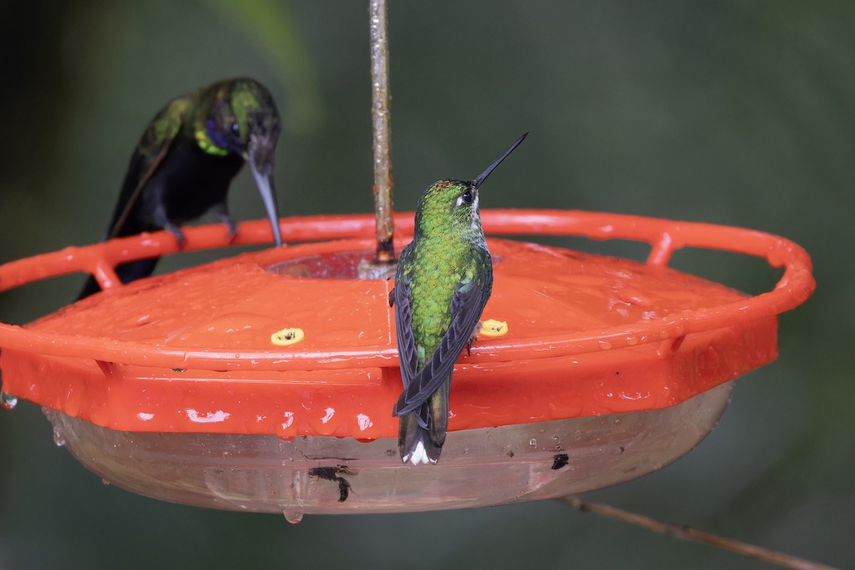 kolibřík rezavořitý - ML617349568