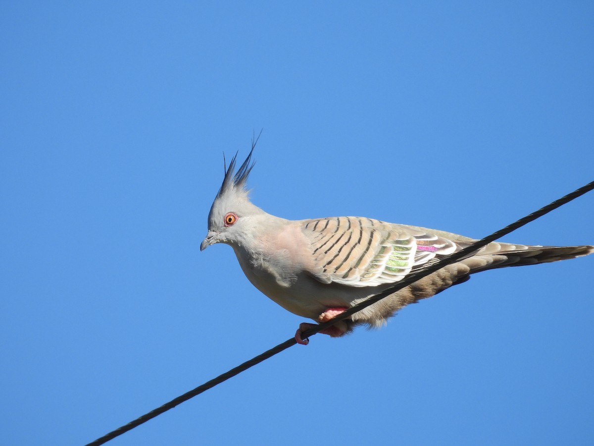 Crested Pigeon - ML617349638