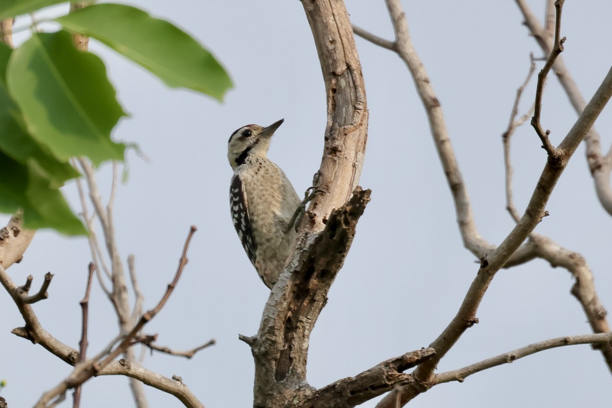 Freckle-breasted Woodpecker - ML617349701