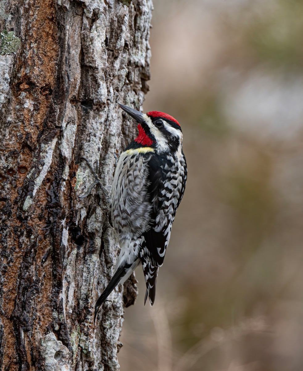 Yellow-bellied Sapsucker - Ronnie d'Entremont