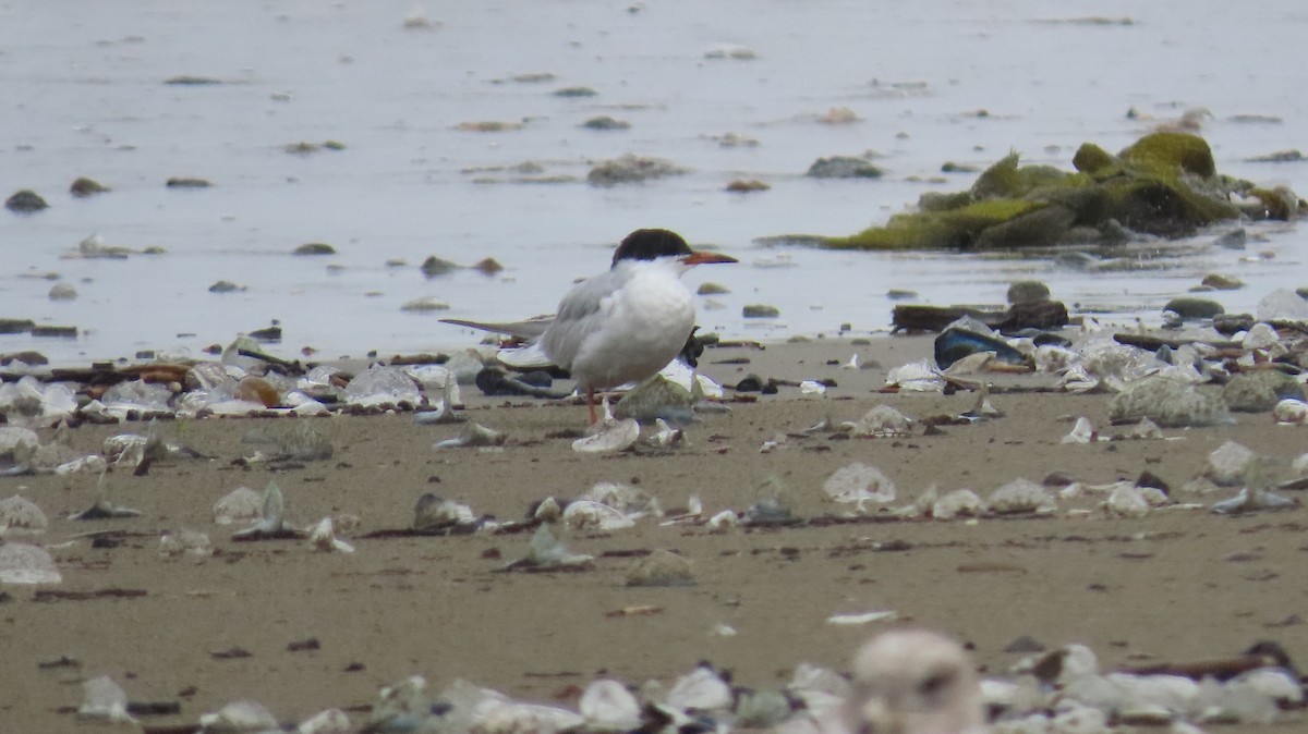 Forster's Tern - Petra Clayton