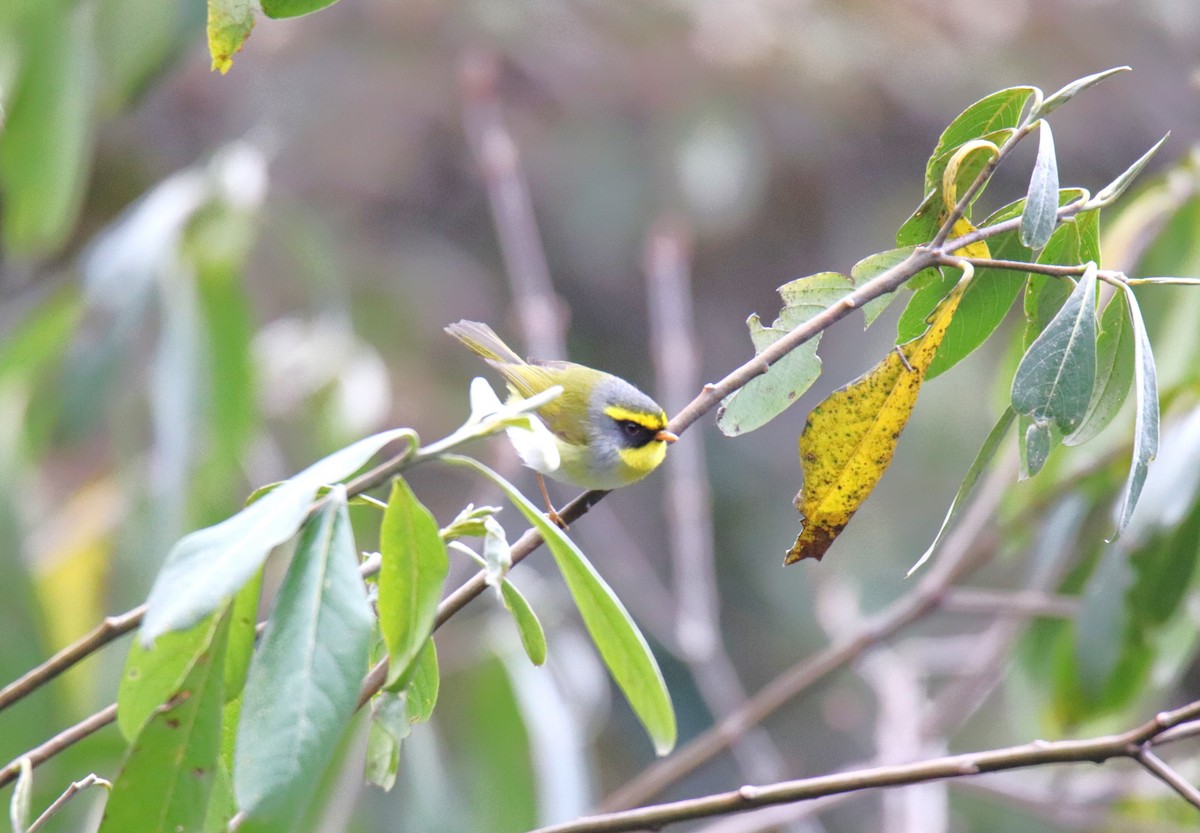Black-faced Warbler - Praveen H N