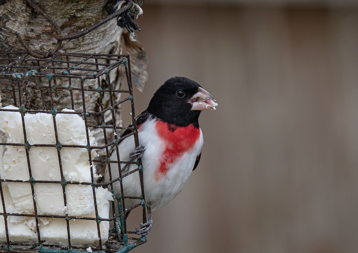 Rose-breasted Grosbeak - Ronnie d'Entremont