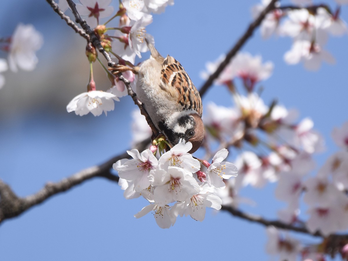 Eurasian Tree Sparrow - ML617349907
