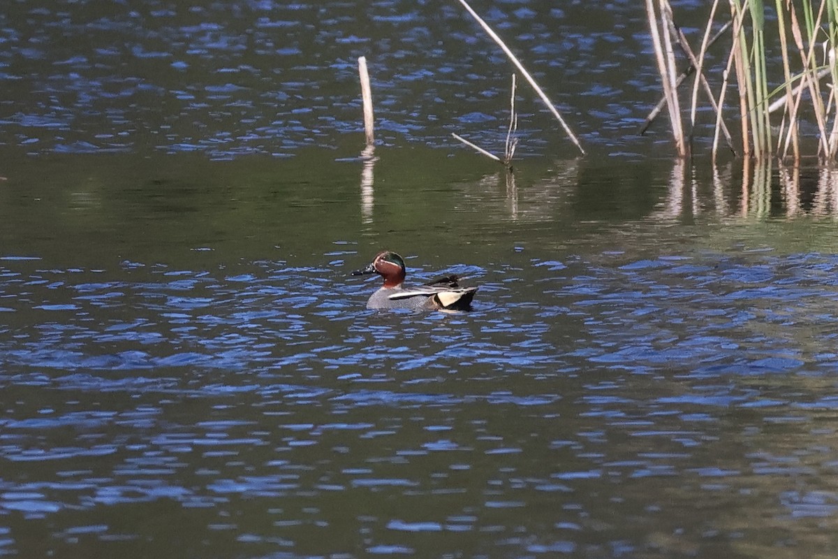 Green-winged Teal - ML617349919