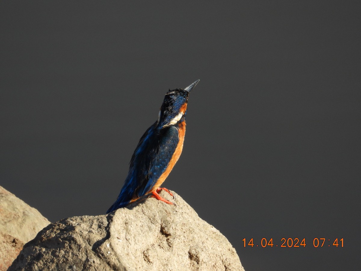 Common Kingfisher - ML617350001