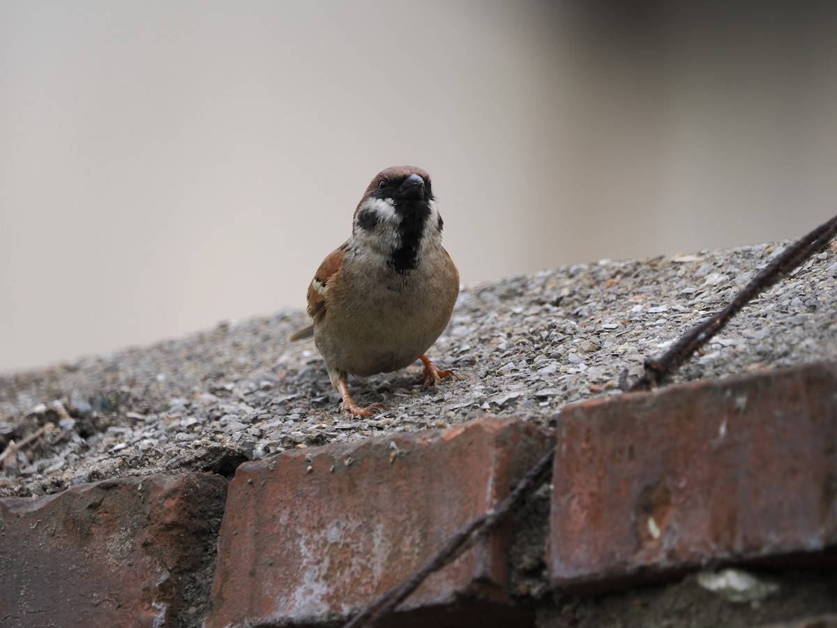Eurasian Tree Sparrow - ML617350048
