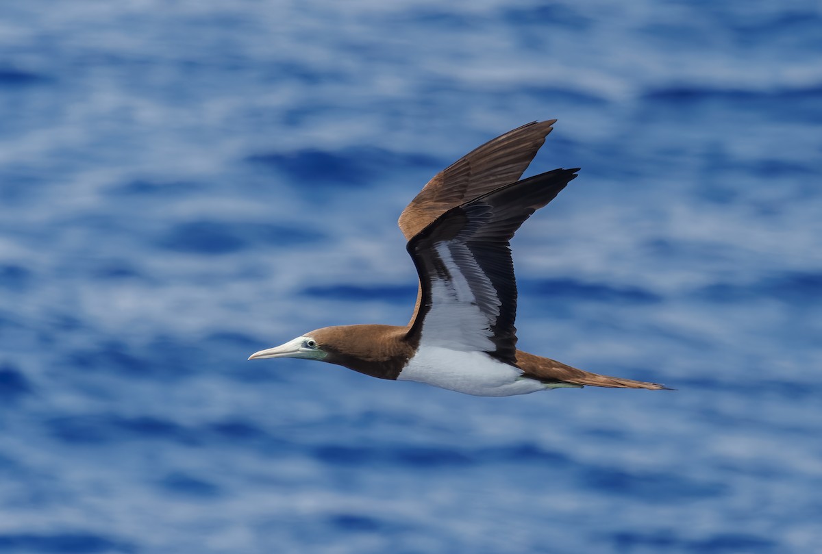 Brown Booby (Brewster's) - ML617350165