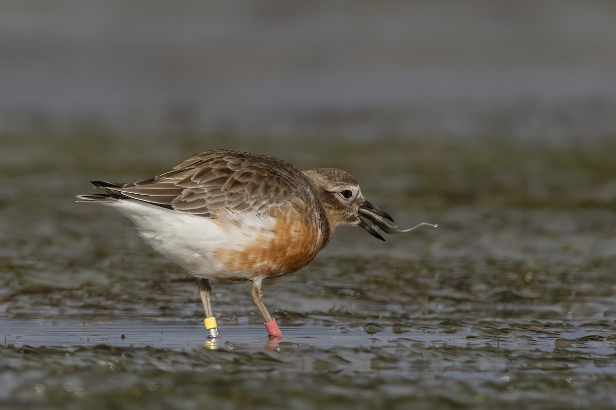 Red-breasted Dotterel (Southern) - ML617350202