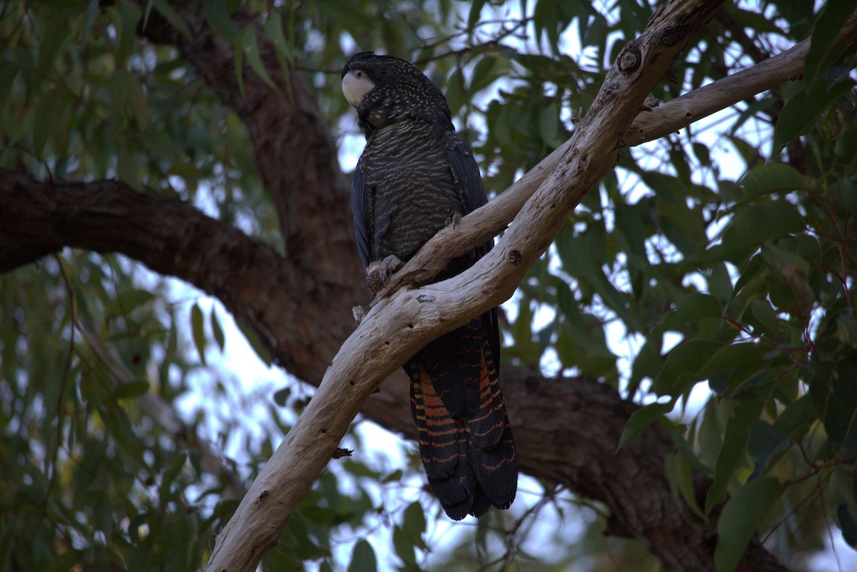 Red-tailed Black-Cockatoo - ML617350235