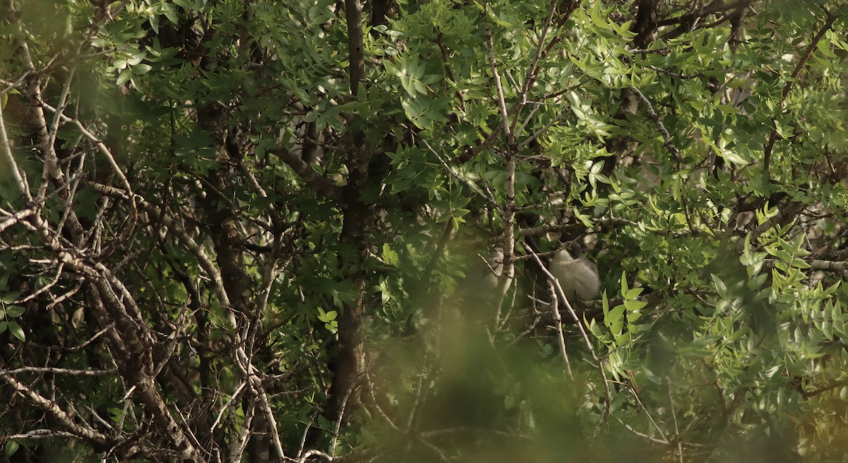 Eastern Orphean Warbler - ML617350290