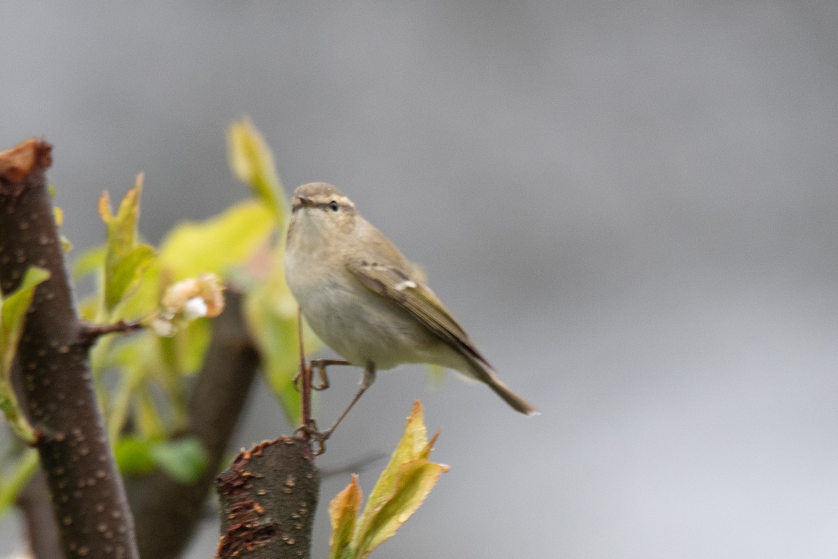 Hume's Warbler - ML617350334