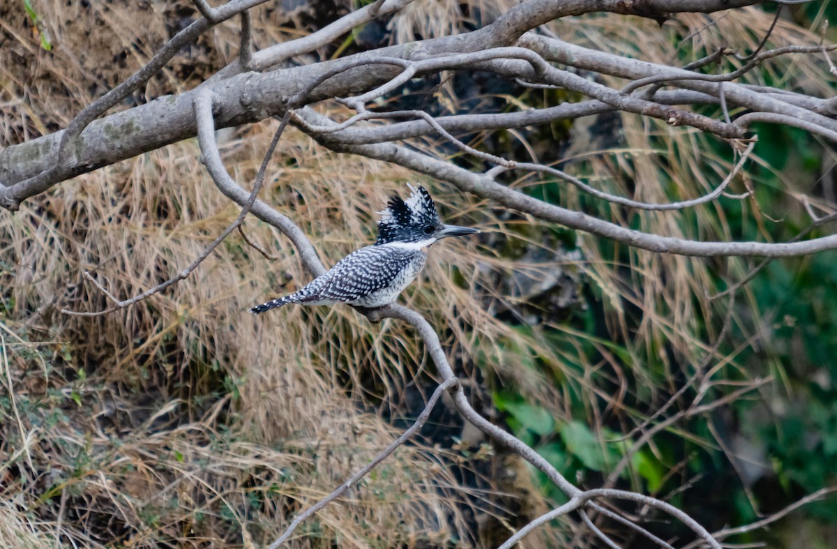 Crested Kingfisher - ML617350630
