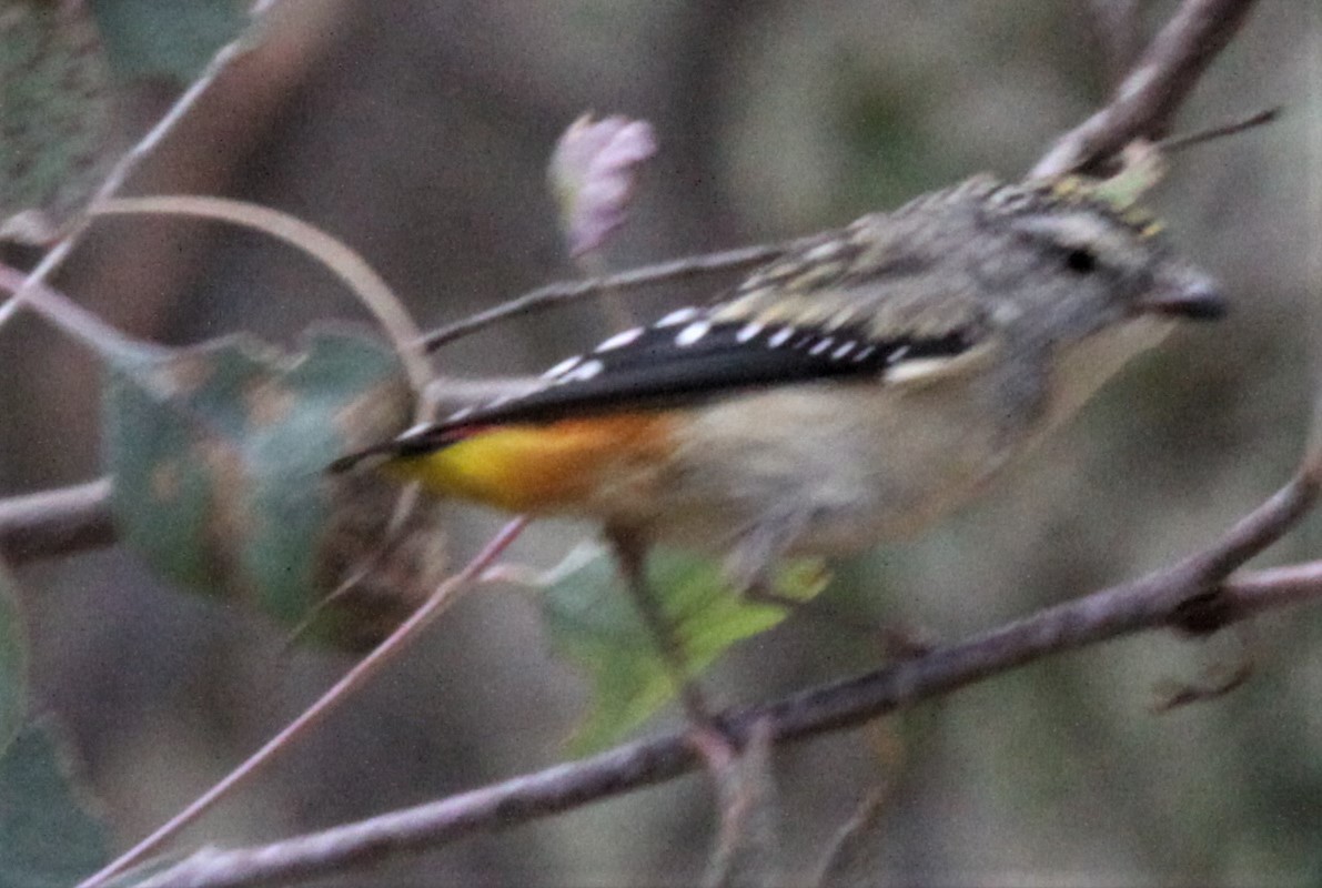 Spotted Pardalote - Richard Shirky