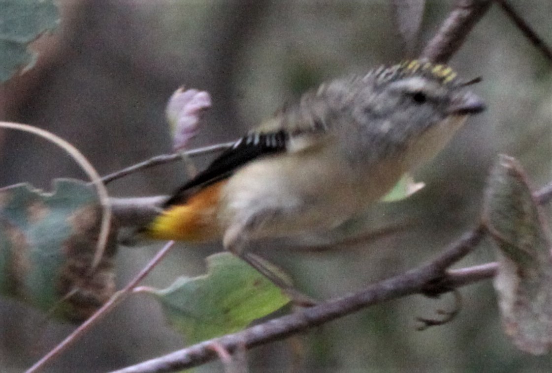 Spotted Pardalote - Richard Shirky