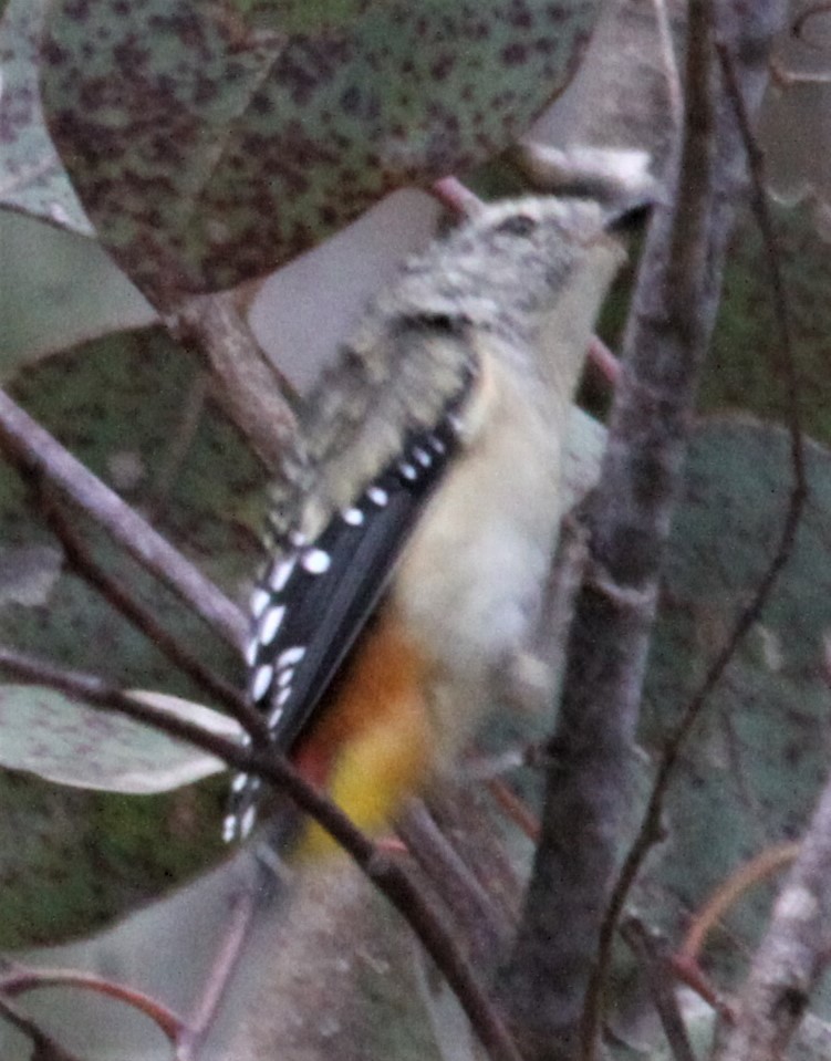 Spotted Pardalote - ML617350695