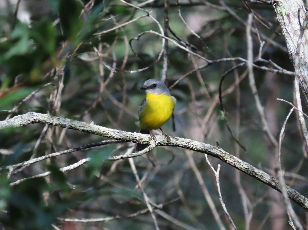 Eastern Yellow Robin - Regan Scheuber