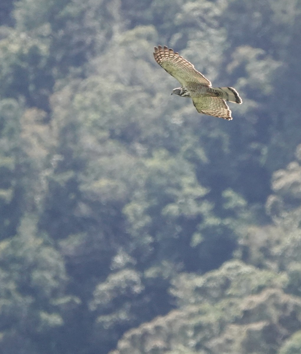 Philippine Honey-buzzard - ML617350847