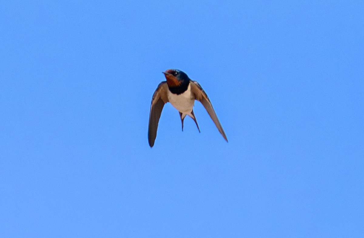 Barn Swallow (White-bellied) - Jeff Kingma