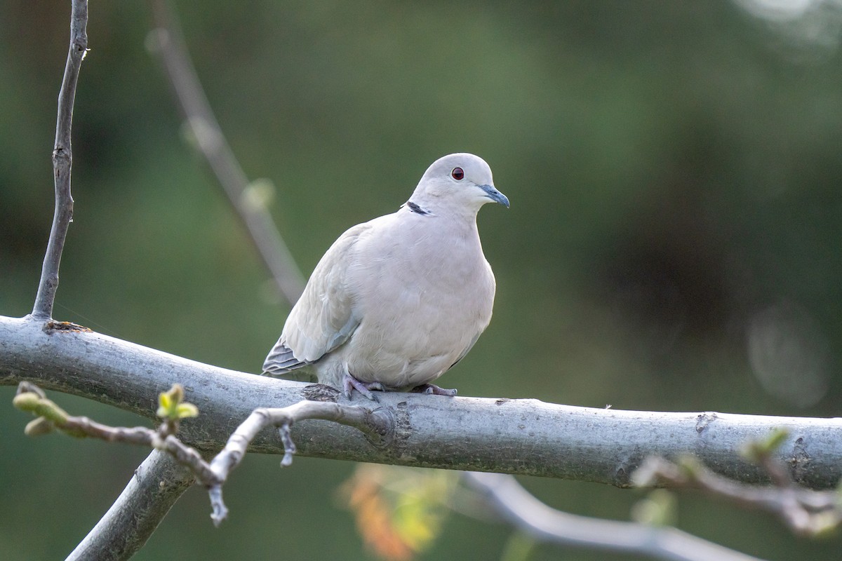 Eurasian Collared-Dove - ML617350872