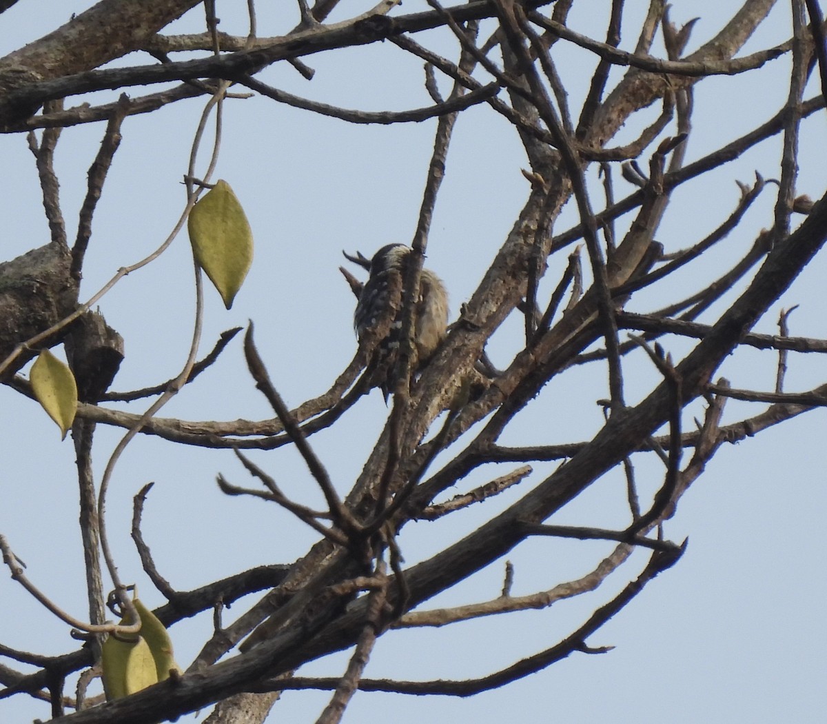 Brown-capped Pygmy Woodpecker - ML617350900