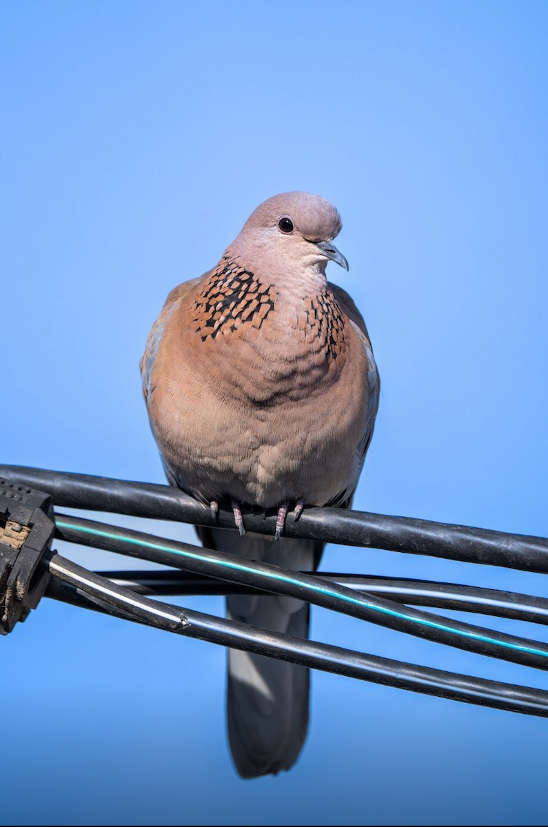 Laughing Dove - ML617350901