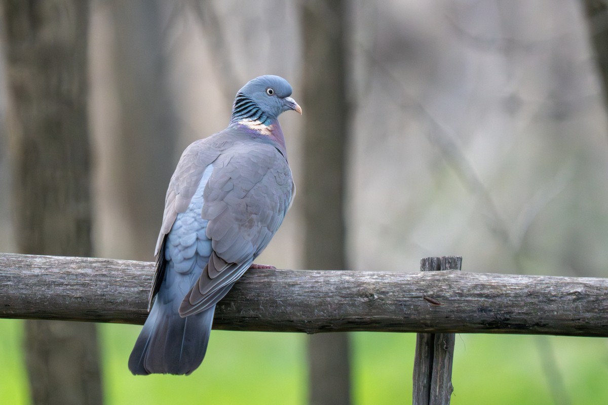 Common Wood-Pigeon - ML617350943
