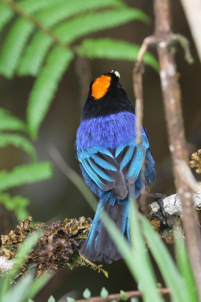 Golden-crowned Tanager - ML617350990