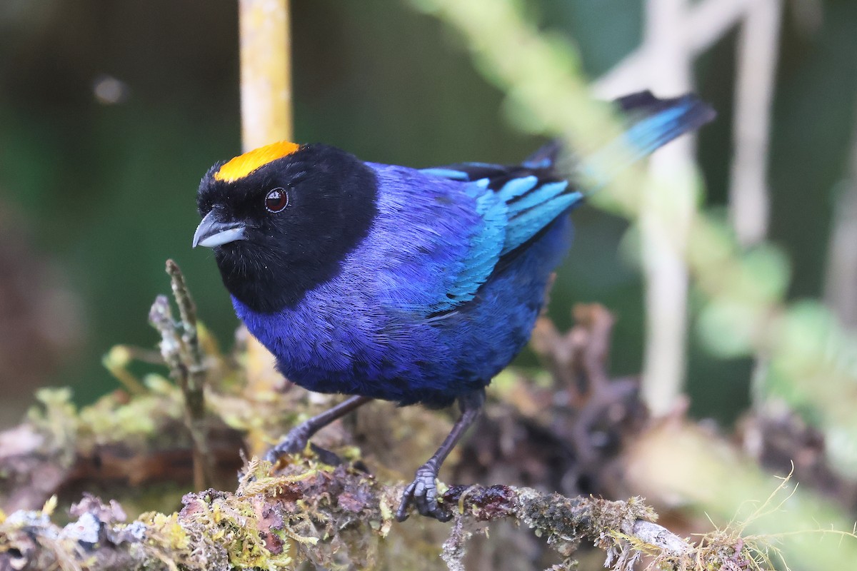 Golden-crowned Tanager - ML617350991