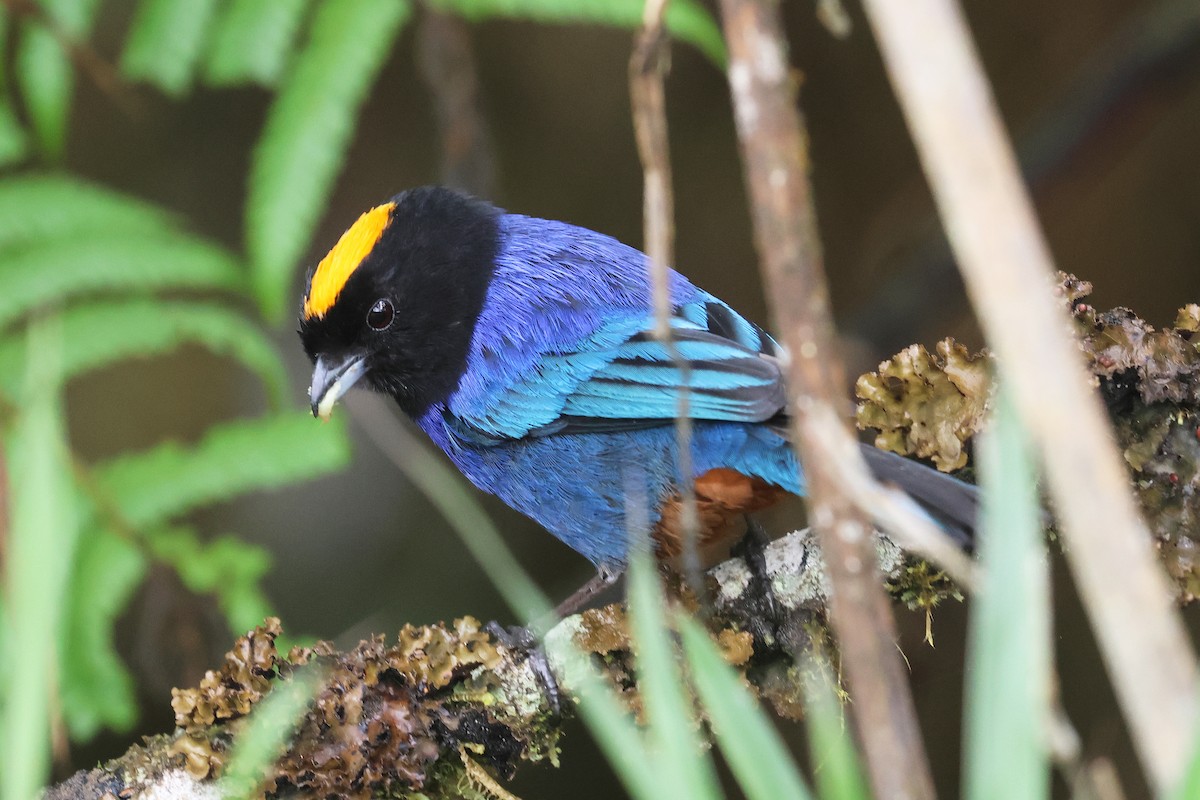 Golden-crowned Tanager - ML617350993