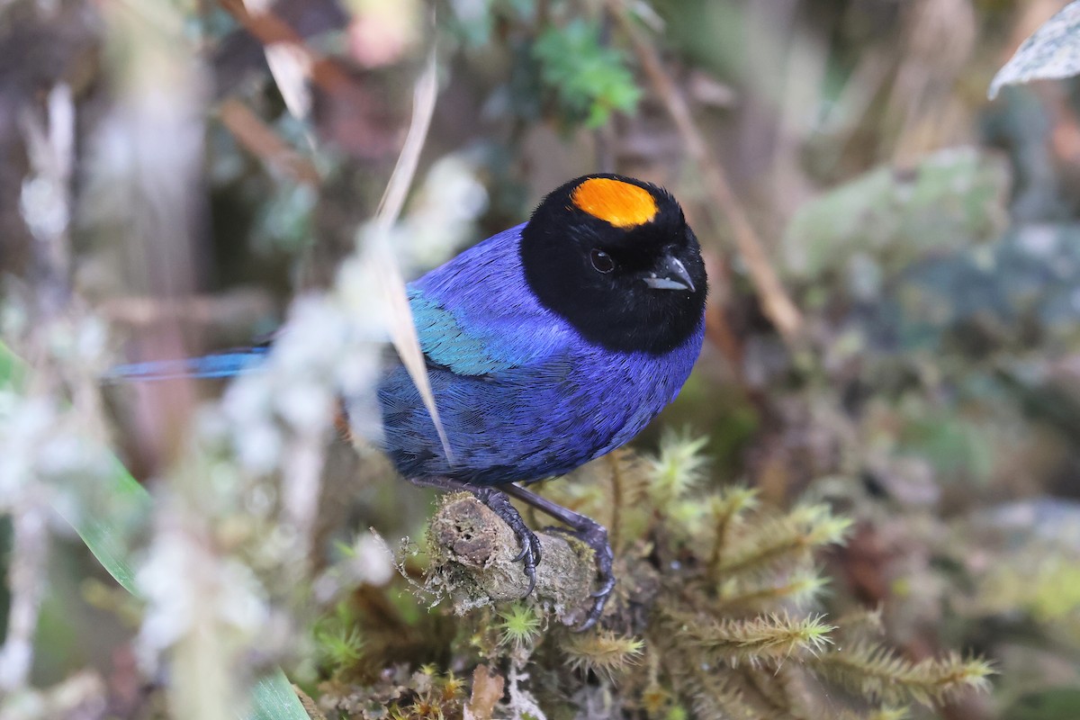 Golden-crowned Tanager - ML617350994