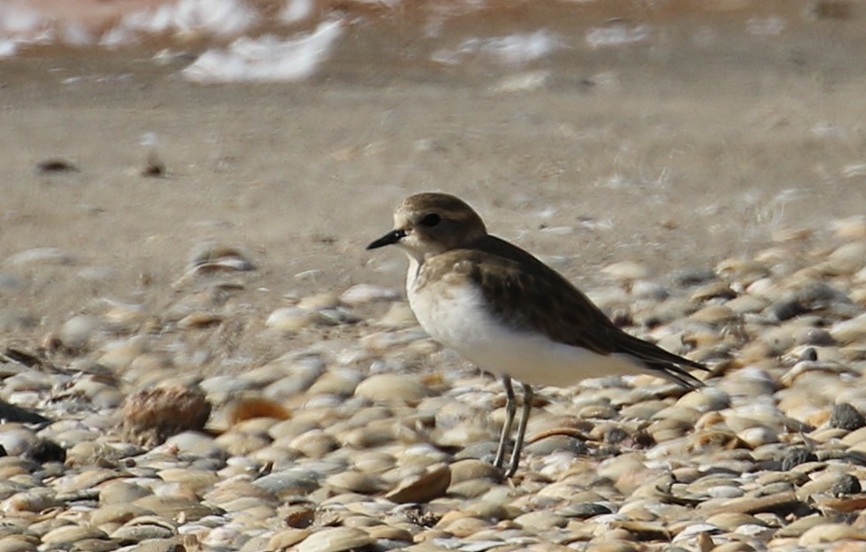 Double-banded Plover - ML617351005
