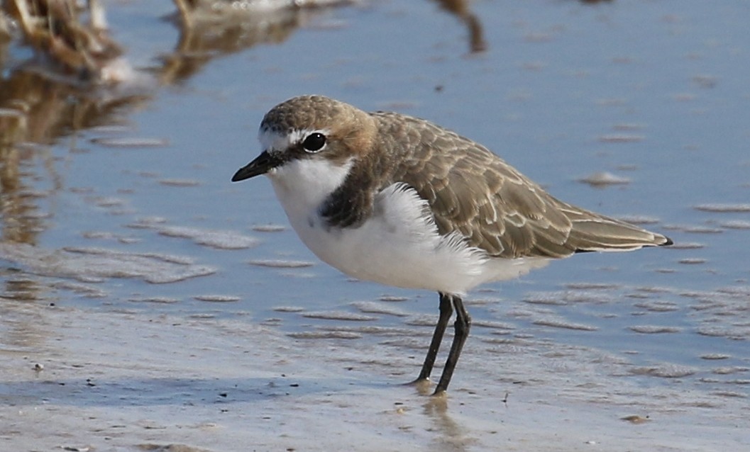 Red-capped Plover - ML617351006