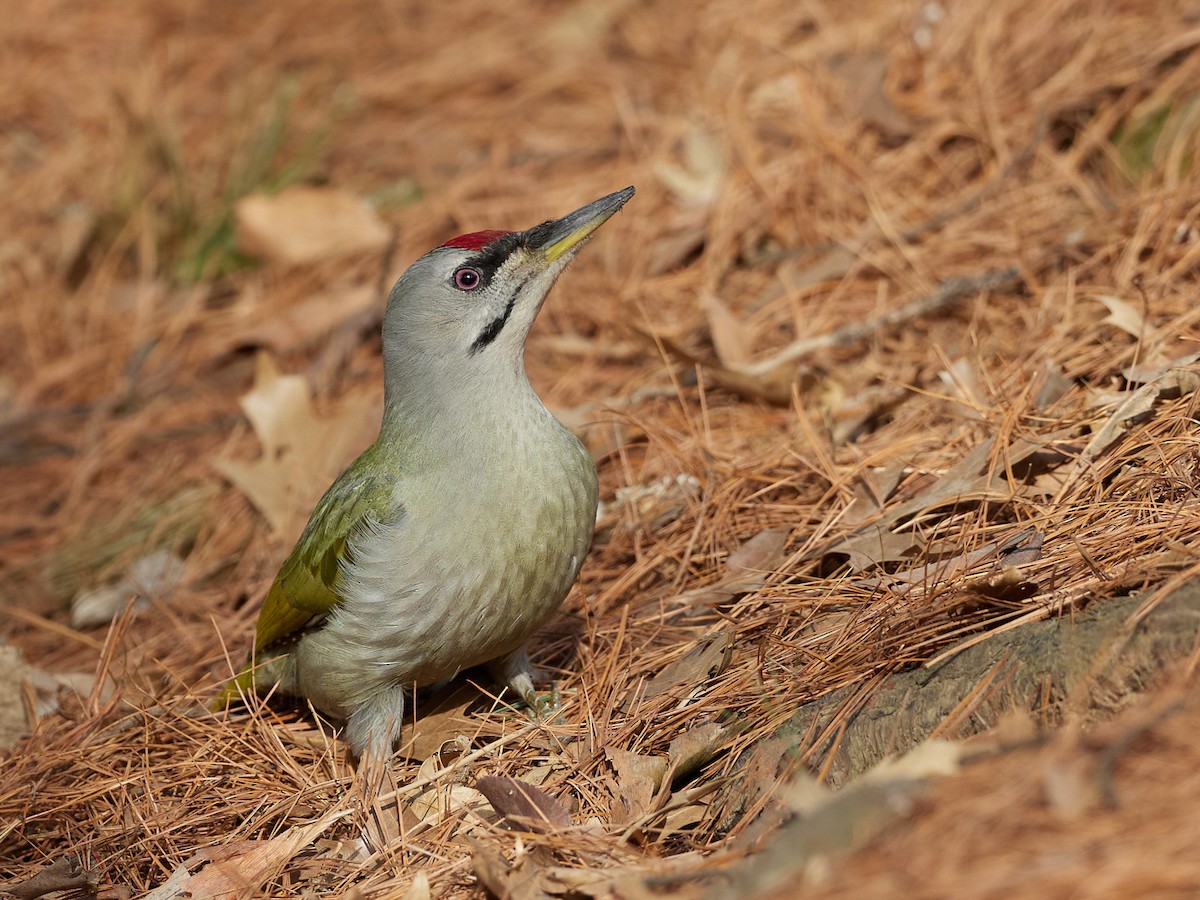 Gray-headed Woodpecker - ML617351014
