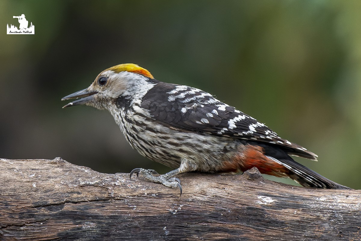 Brown-fronted Woodpecker - ML617351066