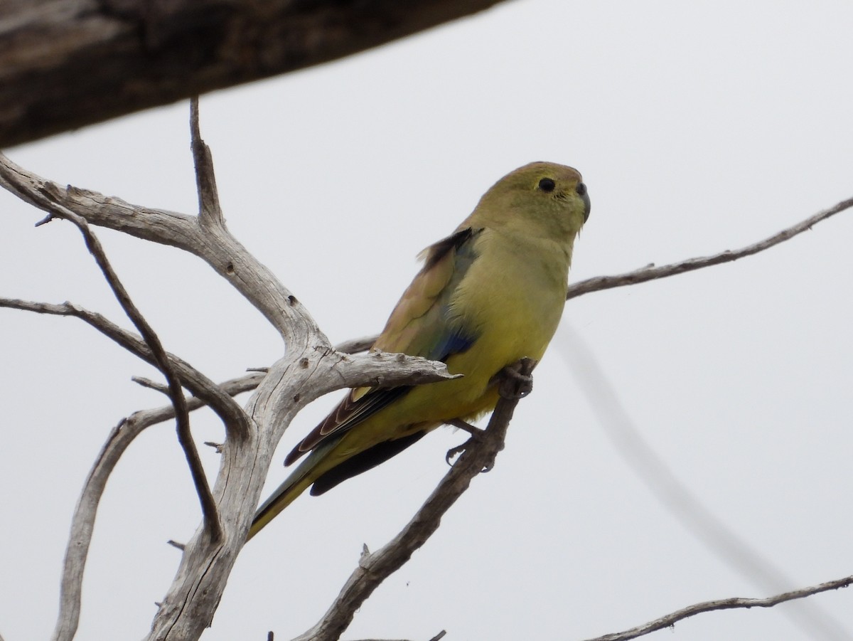 Blue-winged Parrot - ML617351072
