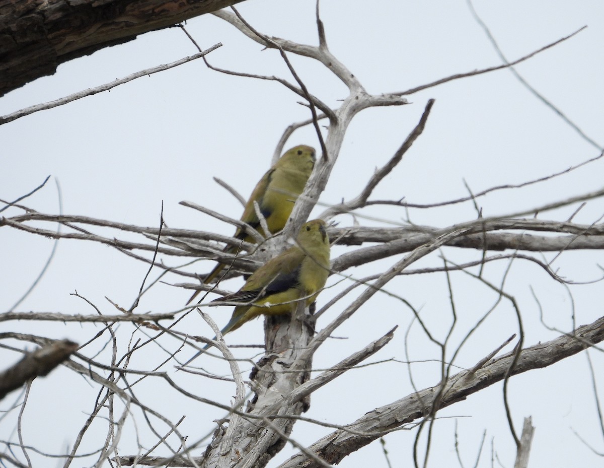 Blue-winged Parrot - ML617351073