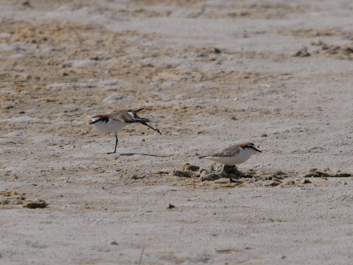 Red-capped Plover - ML617351186