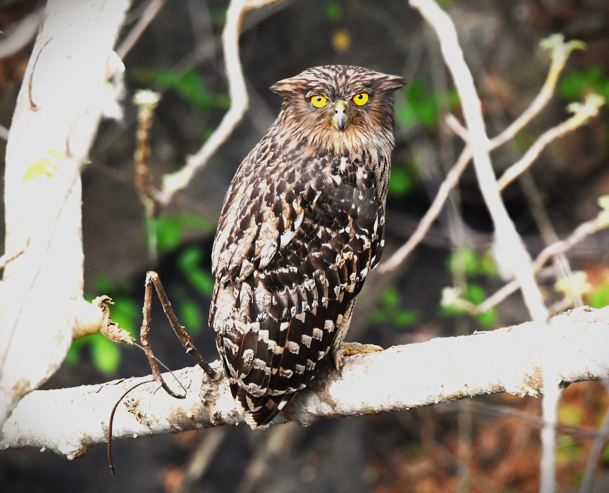 Brown Fish-Owl - mathew thekkethala