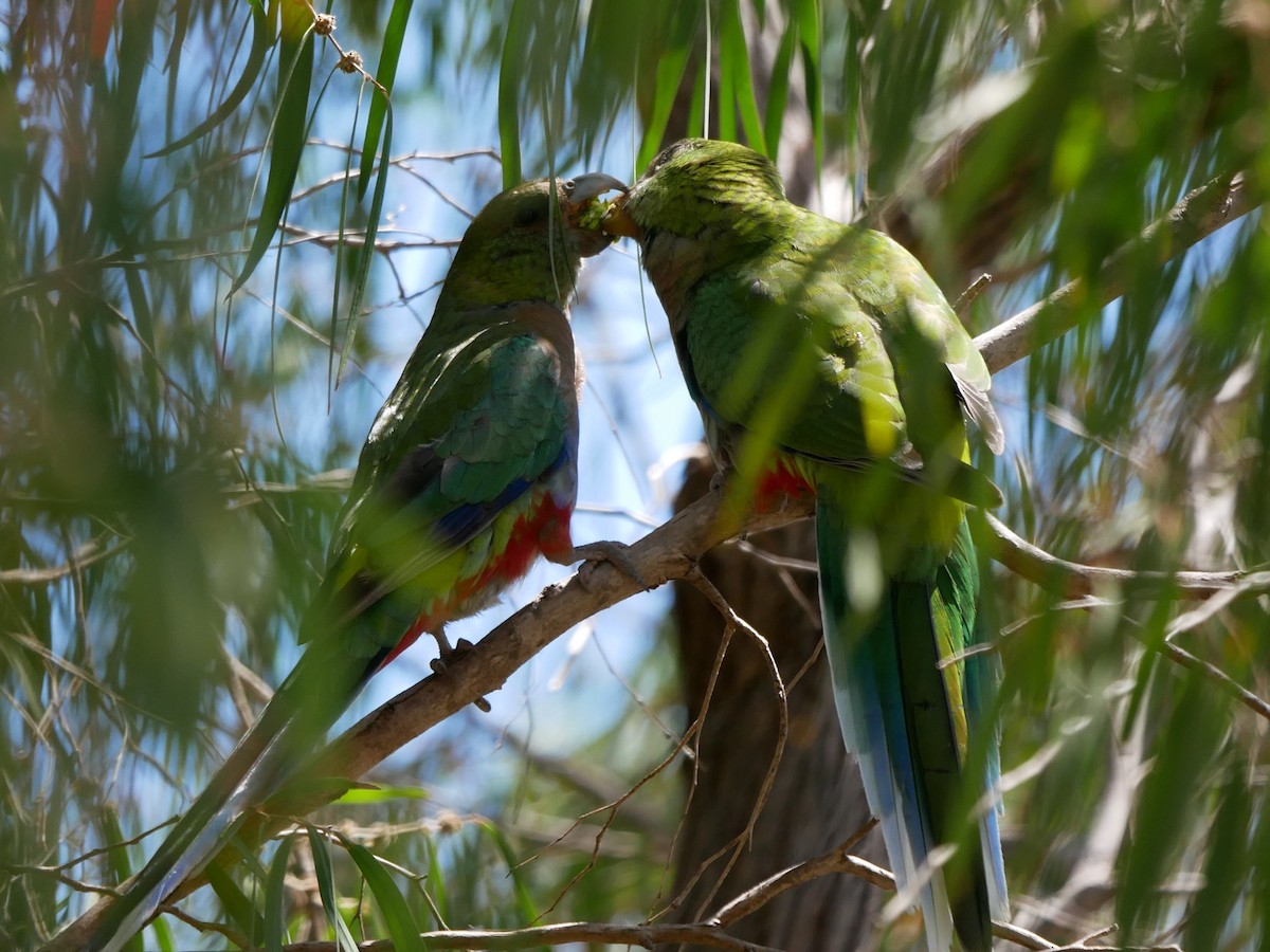 Red-capped Parrot - Shelley Altman