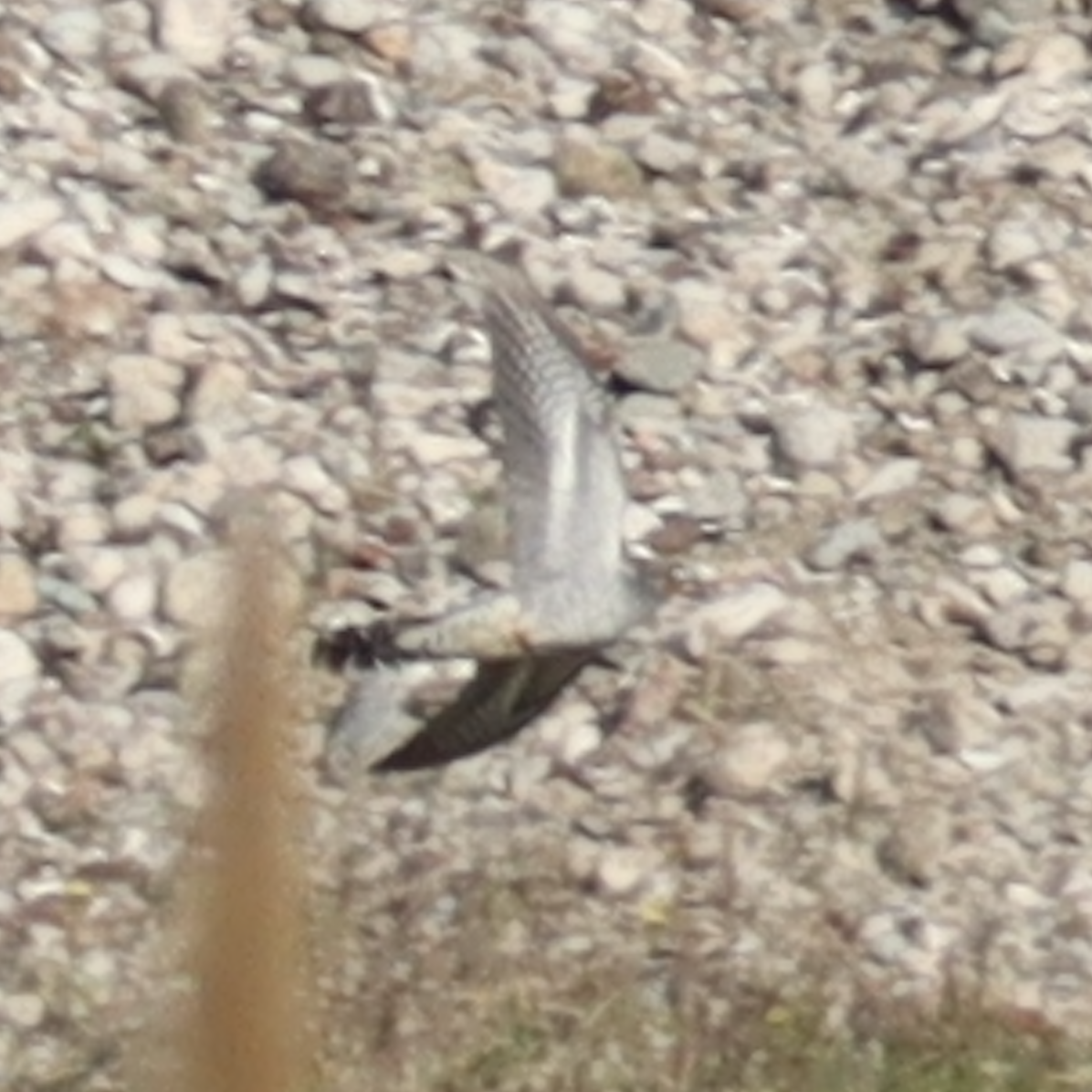 Common Cuckoo - ML617351271