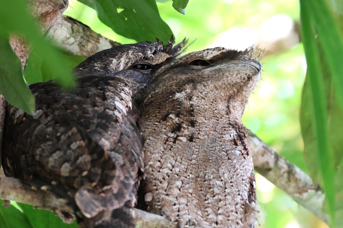 Papuan Frogmouth - ML617351281