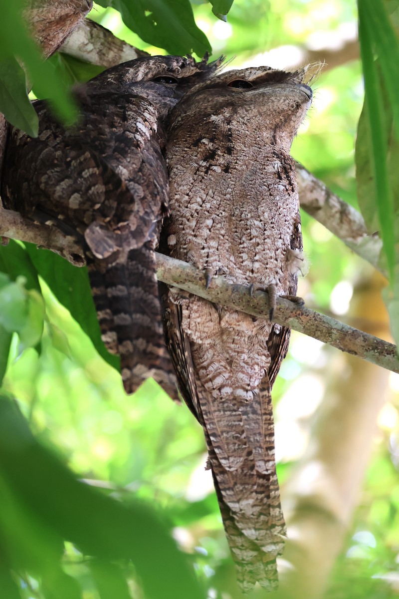 Papuan Frogmouth - ML617351282