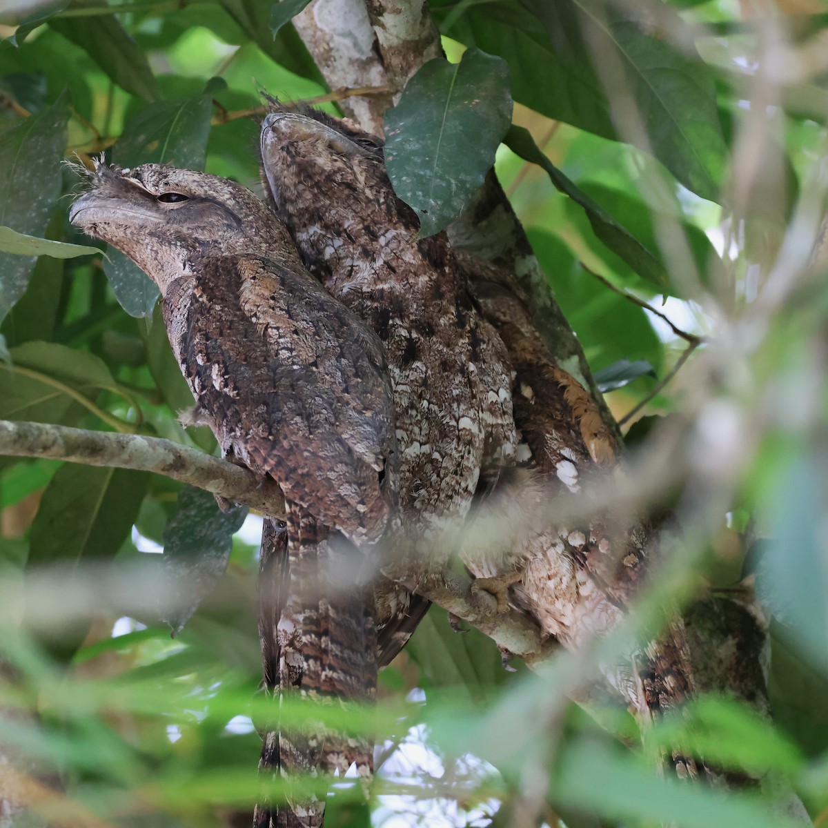 Papuan Frogmouth - ML617351286